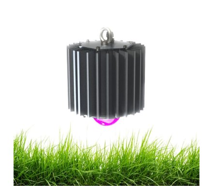 LTN Fito 100W